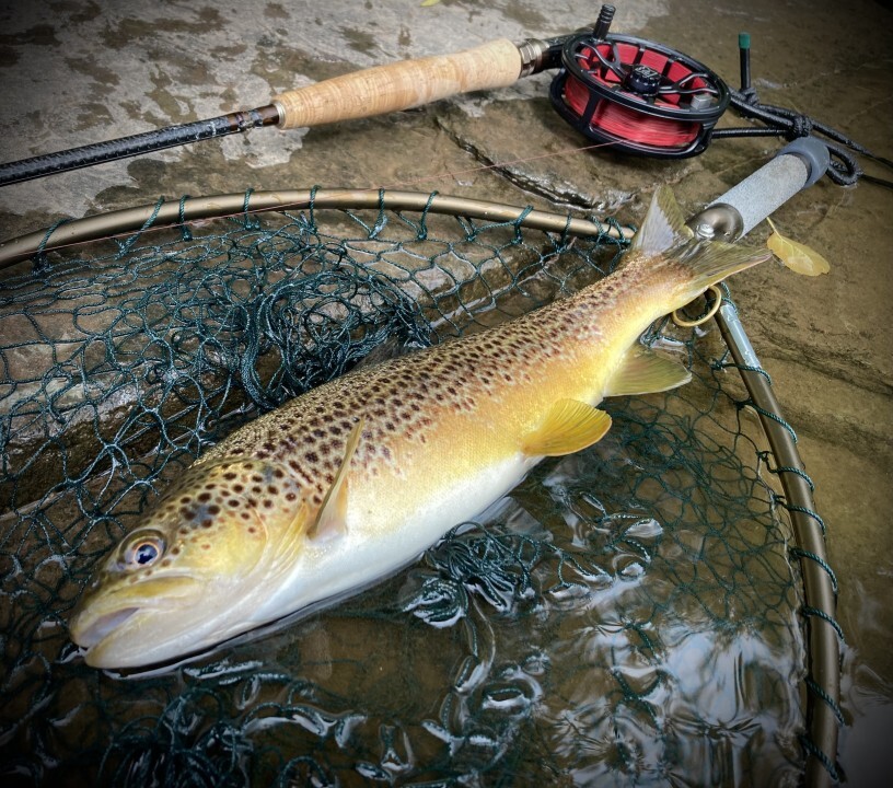 Abercynrig trout - Andrew Arkell